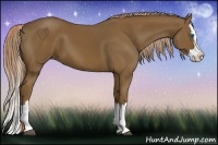 Horse Color:Chocolate Palomino Sabino Splash 