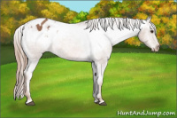 Horse Color:Chestnut Appaloosa