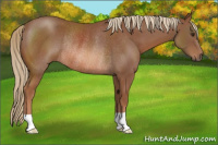 Horse Color:Chestnut Rabicano