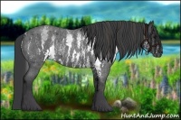 Horse Color:White Spotted Blue Roan Rabicano  Brindle