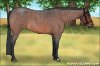 Horse Color:Bay Roan 