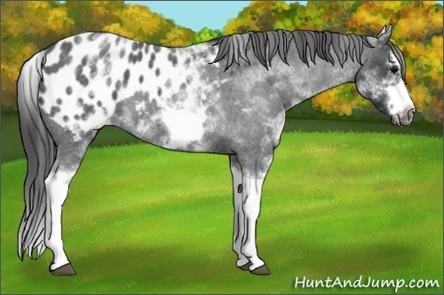 Horse Color:White Spotted Blue Roan Splash Frame Blanket 