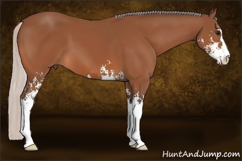 Horse Color:Silver Bay Sabino 