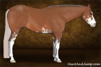 Horse Color:Silver Bay Sabino