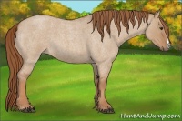 Horse Color:Red Dun Roan 
