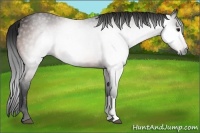 Horse Color:Gray Bay 