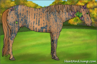 Horse Color:ERROR: UNKNOWN ANOMALY Brindle