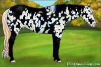 Horse Color:Gold Champagne Roan Dun Splash Tobiano Frame Appaloosa Rabicano