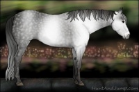 Horse Color:Gray Black Frame  Brindle