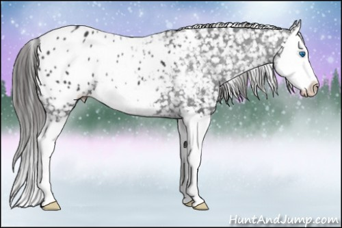 Horse Color:Black Splash Appaloosa 