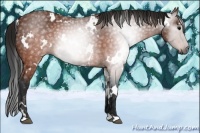 Horse Color:Gray White Spotted Brown 