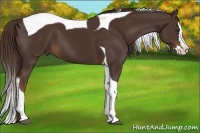 Horse Color:Liver Chestnut Splash Tobiano 