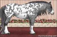 Horse Color:White Spotted Blue Roan Splash Frame Appaloosa 