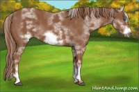 Horse Color:White Spotted Chestnut Frame 