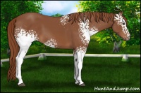 Horse Color:White Spotted Chestnut 