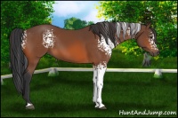 Horse Color:White Spotted Bay 