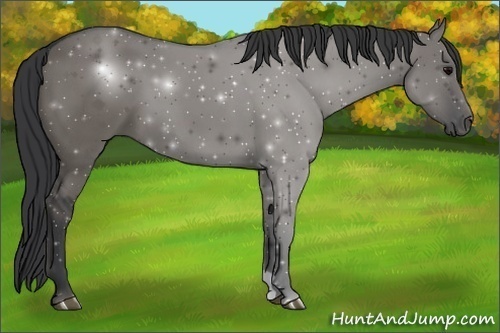 Horse Color:Grullo 
