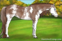 Horse Color:White Spotted Liver Chestnut Sabino Splash 