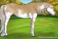 Horse Color:Chocolate Palomino Sabino Splash 