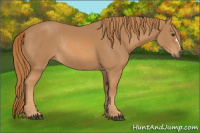 Horse Color:Chestnut Rabicano 