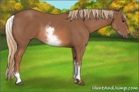 Horse Color:White Spotted Chestnut Sabino