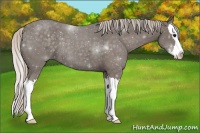 Horse Color:Silver Blue Roan Splash