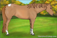 Horse Color:Unknown 