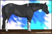 Horse Color:Black Tobiano