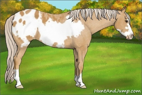 Horse Color:Palomino Frame Appaloosa