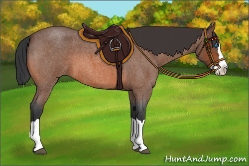 Horse Color:Bay Roan Splash