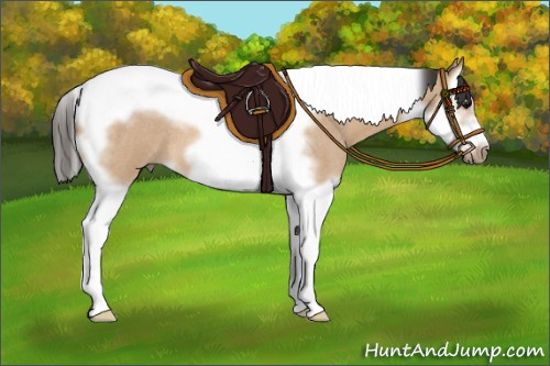Horse Color:Bay Roan Dun Splash Tobiano Frame