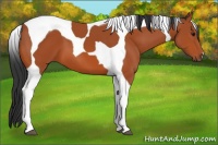 Horse Color:Bay Tobiano 