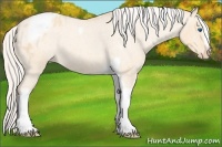 Horse Color:Silver Amber Champagne Roan Dun Splash Tobiano Frame Varnish Rabicano 