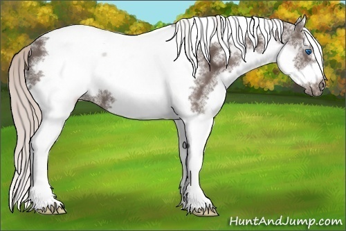 Horse Color:White Spotted Silver Black Splash Tobiano Frame