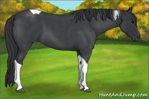 Horse Color:Unknown 