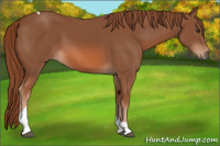 Horse Color:Liver Chestnut Tobiano 