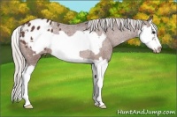 Horse Color:Silver Bay Splash Frame Appaloosa Rabicano 