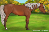 Horse Color:Silver Bay Sabino 