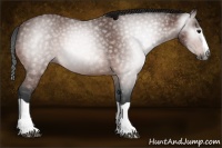 Horse Color:Gray Bay Splash 