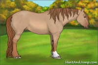 Horse Color:Red Dun