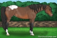 Horse Color:Bay Roan Snowcap 
