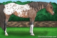 Horse Color:Bay Appaloosa 