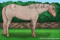 Horse Color:Red Roan Appaloosa 