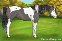 Horse Color:Grullo Splash Tobiano