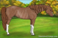 Horse Color:Chestnut Rabicano 