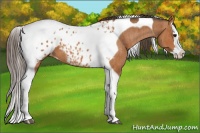 Horse Color:Bay Splash Tobiano Blanket  Brindle