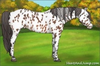 Horse Color:Bay Splash Tobiano Near Leopard  Brindle