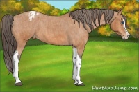Horse Color:Bay Splash Tobiano Blanket  Brindle
