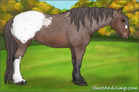 Horse Color:Bay Snowcap 