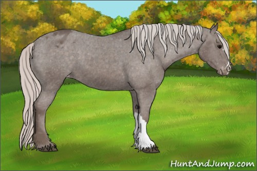 Horse Color: Silver Brown Blanket 